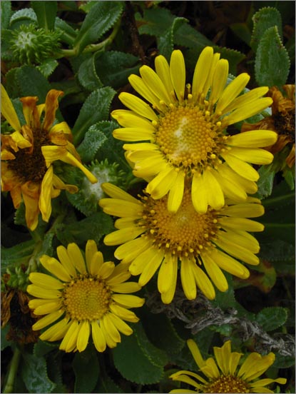 sm 266 Dune Gumplant.jpg - Dune Gumplant (Grindelia stricta var. platyphylla): These natives grew quite prostrate on the sand dunes.